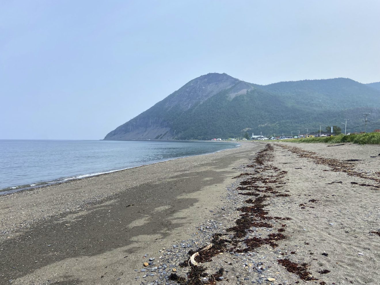 algues échouées sur le sable d'une plage en Gaspésie